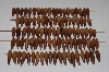 +MBAAC #01-01 "Set Of 125 Valley Oak Acorn Beads"