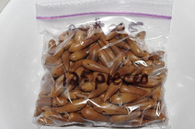 +MBAAC #01-05  "Set Of 125 Valley Oak  Acorn Beads"