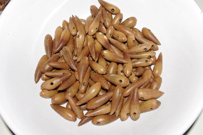 +MBAAC #01-06  "Set Of 125 Valley  Oak Acorn Beads"