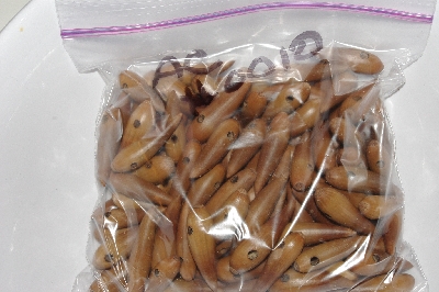 +MBAAC #01-10  "Set Of 125 Valley Oak Acorn Beads"