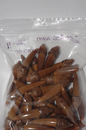+MBAAC #02-02  "Set Of 40 Capped Valley  Oak Acorn Beads"