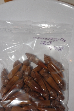 +MBAAC #02-06  "Set Of 40 Capped Valley Oak Acorn Beads"