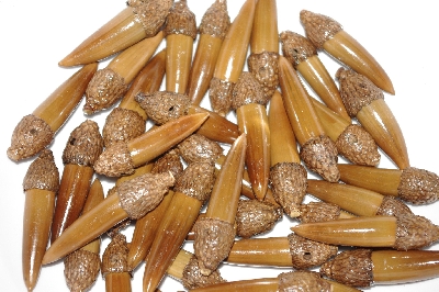 +MBAAC #02-12  "Set Of 40 Capped Valley Oak Acorn Beads"