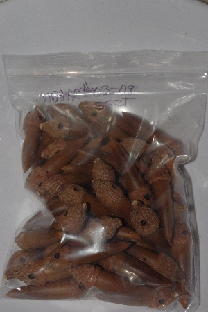 +MBAAC #03-09  "Set Of 55 Capped & Drilled Acorn Beads"
