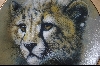 +MBA #4-239   "1991 "Cheetah Cub" Artist Q. Lemonds
