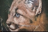 +MBA #4-224  "1990 "Cougar Cub" Artist Q. Lemonds