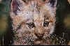 +MBA #4-235  "1992 "Lynx Cub" Artist Q. Lemonds