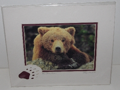 +MBA #3535-0135   "2001 Double Matted With Fancy Bear Foot "Bear Stare" Alissa Crandall Bear Photo"