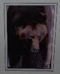 +MBA #3535-134   "Len Tillim Double Matted Bear Photo"