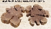 +MBA #5558-003  " Set Of (2) Manzanita Root Slices"