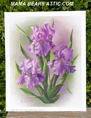+MBA #5611-0033  "1980 Crystal Skelly "Lavender Iris" Litho #IM102"