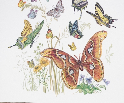 +MBA #5611-011  "1979 Thayer "Butterfly's" Litho #435"