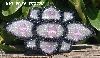 MBA #5617B-504  "Pink Crystal & Clear Luster"