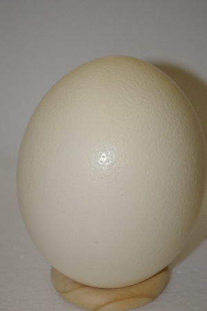 +MBA #11-245  1990's Jumbo Ostrich Egg With Ring Egg Holder