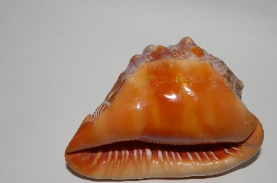 +MBA #65-106  "M+M Scognamiglio" Italian Hand Carved "Cameo" Conch Shell