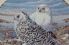 +MBA #69-091  1991 Terry McLean "Arctic Watch" Collectors Bird Plate