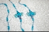 +MBA #6378  "Blue Glass Dragonflies"